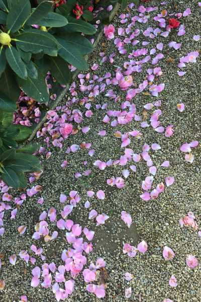 Pink flower petals along a trail in Angers, France