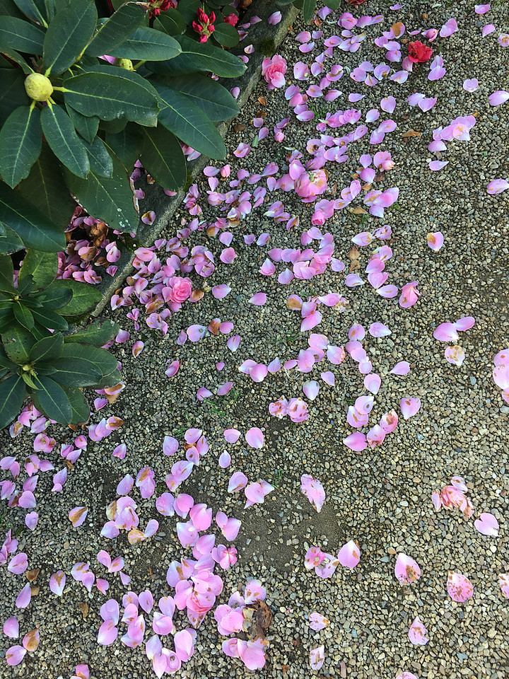 Pink flower petals along a trail in Angers, France 